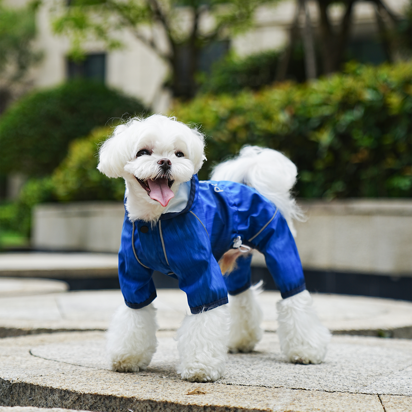 Impermeable degradado para perros